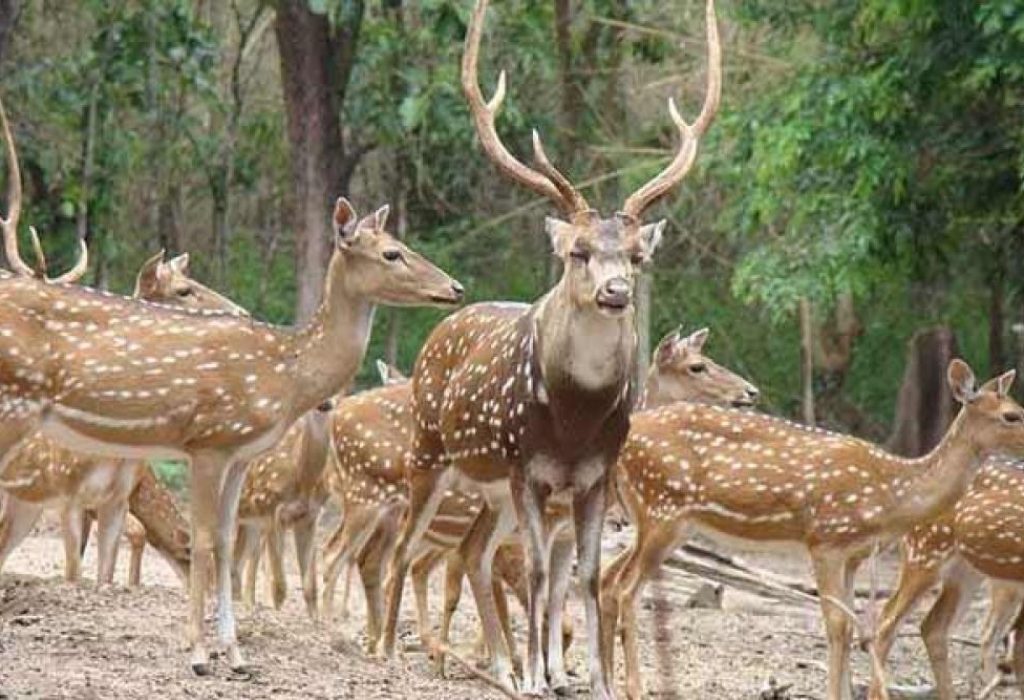Deer Park Simtola in Almora with lush greenery and wildlife – best places to visit in Almora