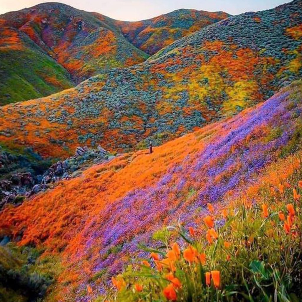 valley of flowers